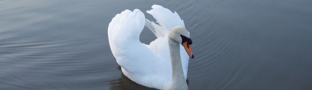 My beautiful swan