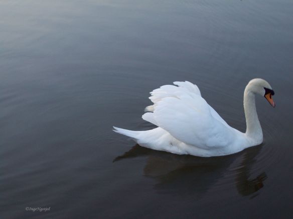 My beautiful swan