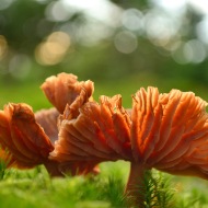 Honey Waxcap Fungi